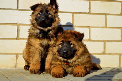 Зонарные щенки немецкой овчарки