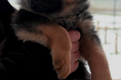 Продаются щенки немецкой овчарки