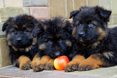 щенки немецкой овчарки длинношерстные