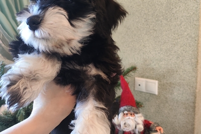 Продам малышей цвергшнауцера.