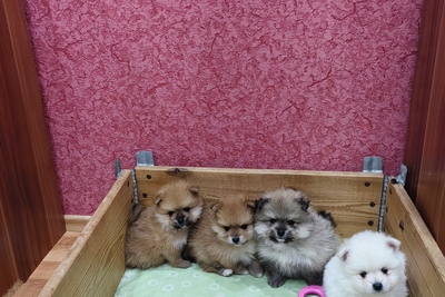 Померанский шпиц .