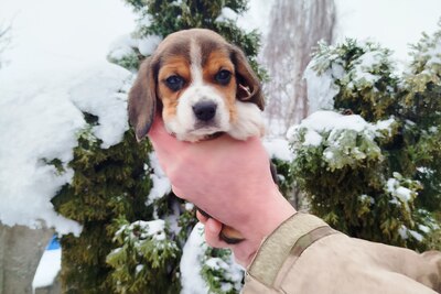Щенки биглей.Питомник.