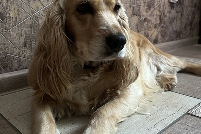 Английский Кокер Спаниель