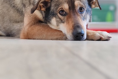 Красивый пёс Бош ищет дом!