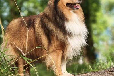 Вязка шелти. Кобель. Чемпион Беларуси.