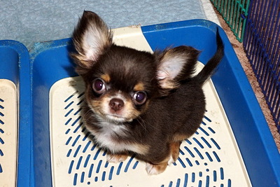 Чихуахуа лиловая девочка.Небольшого размера.разнообразие разных щенков