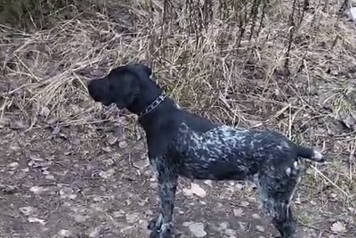 Молодая сука дратхаара