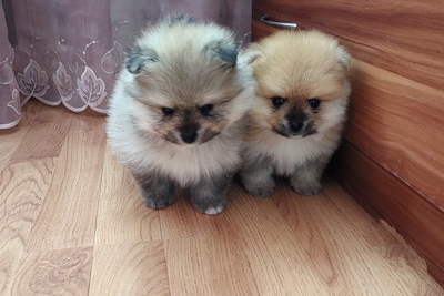 Щенки померанского шпица.