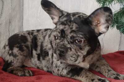 Французский бульдог девочка