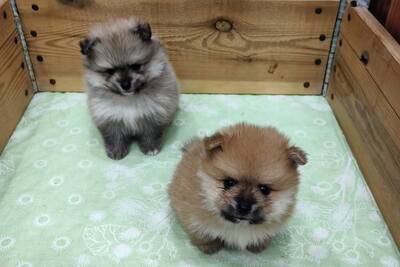 Щенки померанского шпица