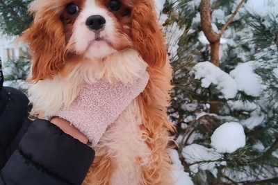 Кавалер кинг чарльз спаниель