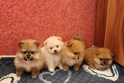 Щенки померанского шпица.