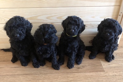 Щенки среднего пуделя