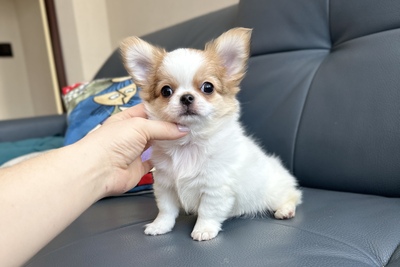 Длинношёрстный мальчик чихуахуа кобьи тип