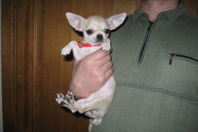 чихуахуа МИНИ малыш крутыш