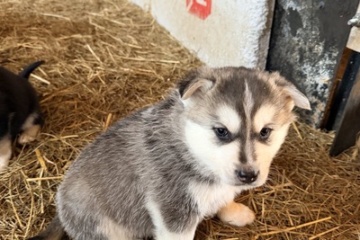Щенки смеси маламута и дворняги