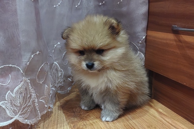 Померанский шпиц девочка.