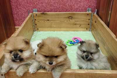 Щенки померанского шпица