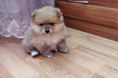 Девочка померанского шпица