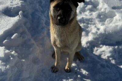 Спокойный, ласковый, добрый пес-подросток ищет свой дом!