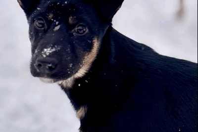 Щенок Но́ра в добрые руки