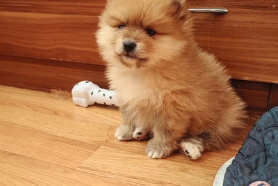 Померанский шпиц девочка.