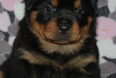 щенки ротвейлера