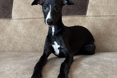 Шикарный щенок уиппета (малой английской борзой)