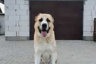 Мужчина ищет себе женщину ,цена договорная