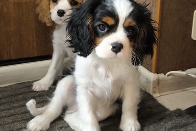 Щенки кавалер кинг Чарльз спаниель