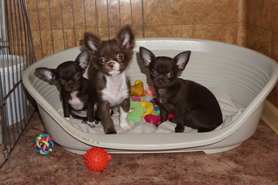 Чихуахуа мальчики и девочки шоколадные ,изабелловые, шокопо-дпаловые