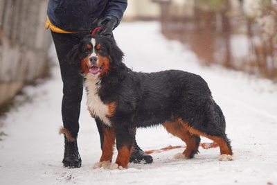 Бернский зенненхунд мальчик