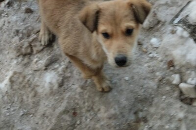 Отдам щенка в хорошие руки!