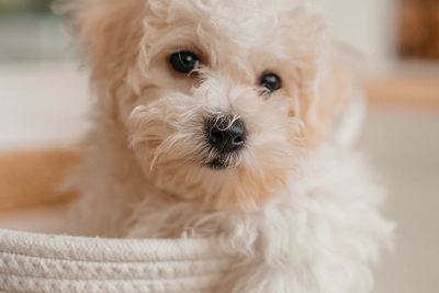 Щенки БИШОН ФРИЗЕ