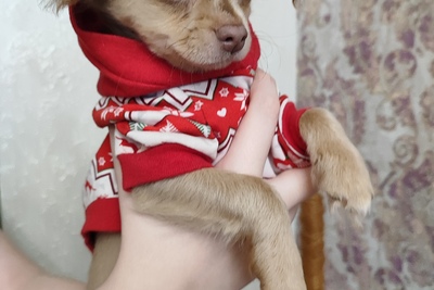 Шикарный мальчик чихуахуа красивого окраса