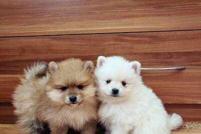 Девочки померанского шпица