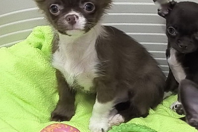 Много цветных щенков чихуахуа, по РАЗНЫМ ЦЕНАМ