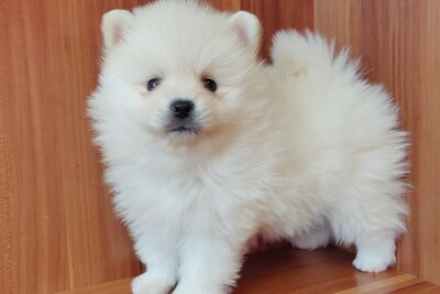 Девочка померанского шпица