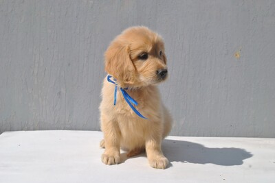 Золотистый ретривер щенки