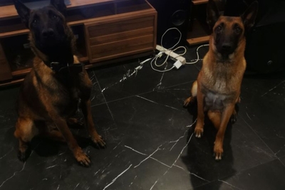 Щенки бельгийской овчарки Малинуа мальчики и девочки