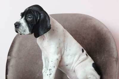 Щенки Английского Пойнтера