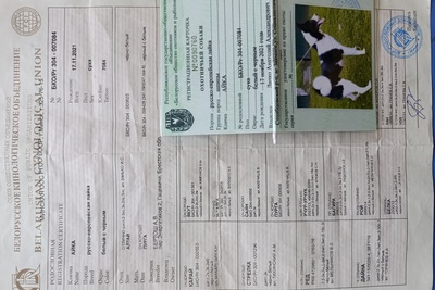 Отдам в хорошие руки