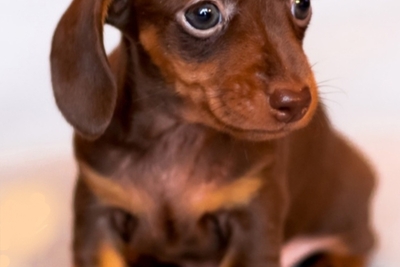 Такая кроличья