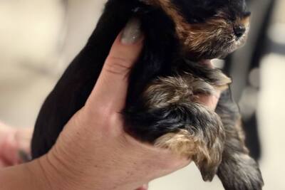 Мини йоркширский терьер