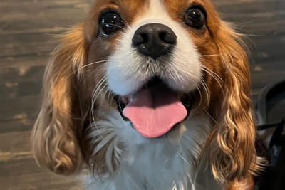 Вязка кавалер Кинг чарльз спаниель