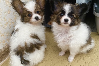 Папильона щенки