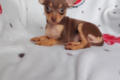 Той-терьер Русский той