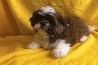 Щенки и ши тцу