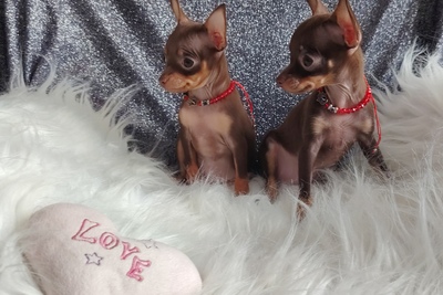 Той-терьер Русский той