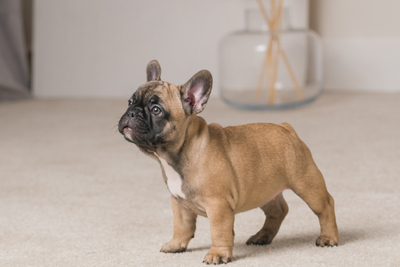 Продам француза